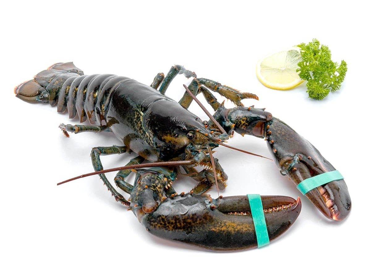 lobster img