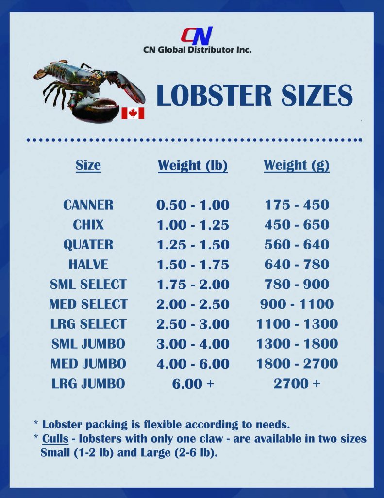 Common Size Breakdown of lobster